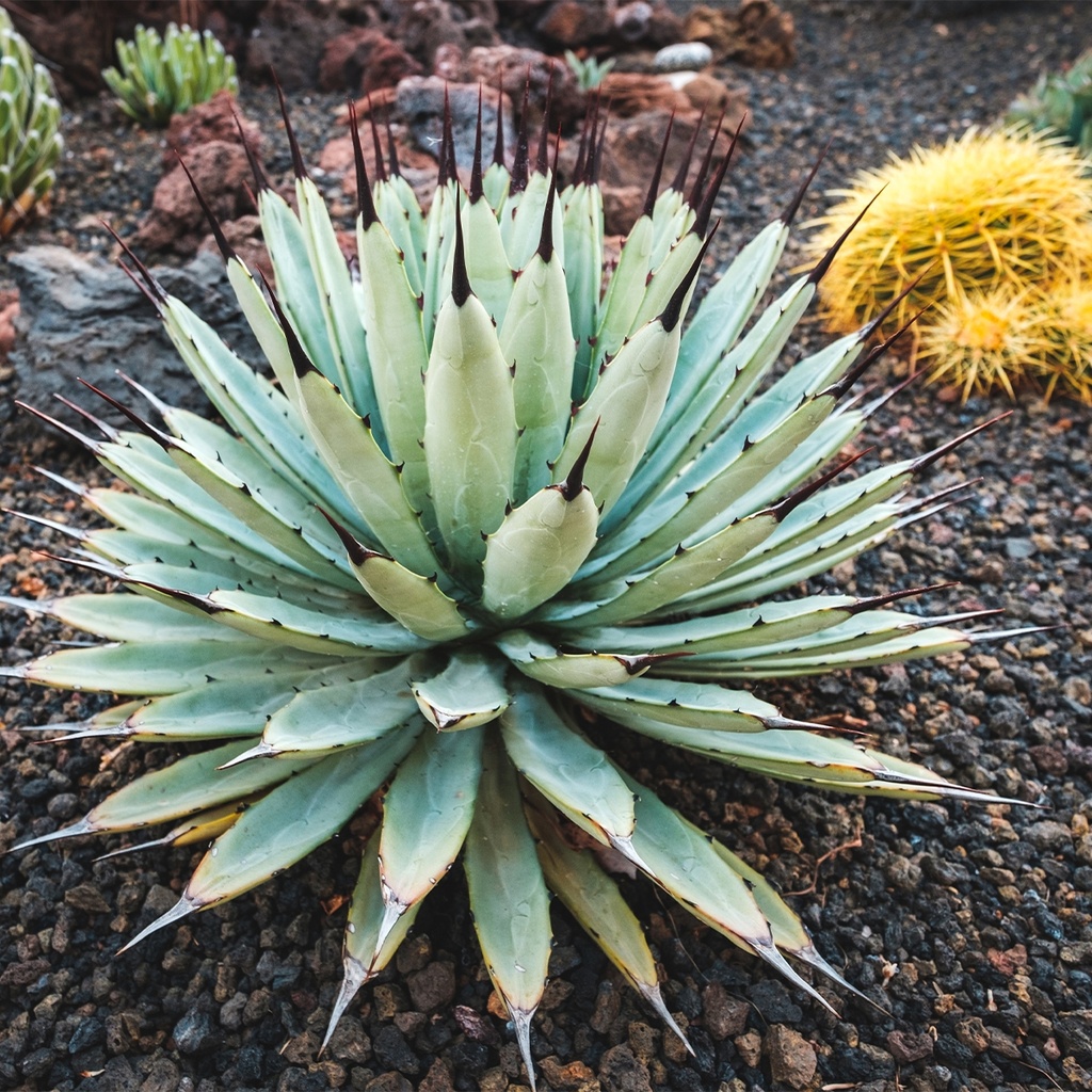 [0845] AGAVE MACROACANTHA (Persistant, 50/100)