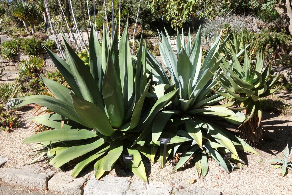 AGAVE SALMANIA