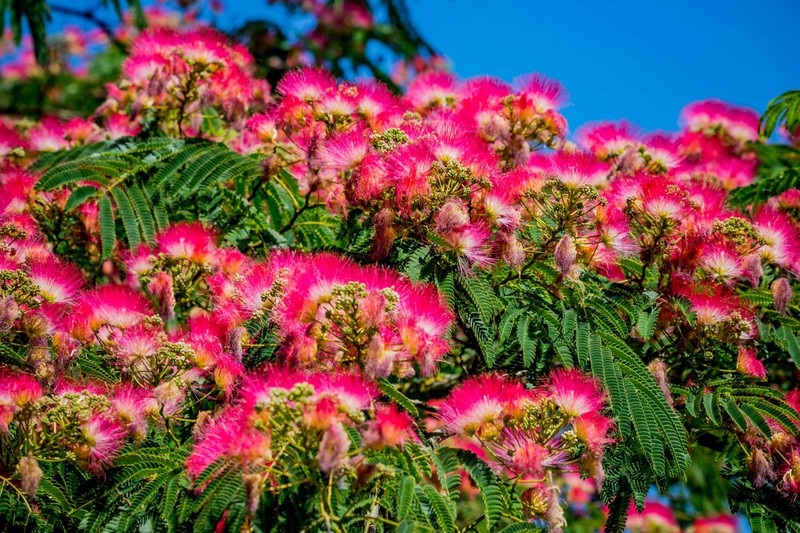 [0895] ALBIZIA JULIBRISSIN (ROSA) - TIGE (Caduc, 5 à 10 m)