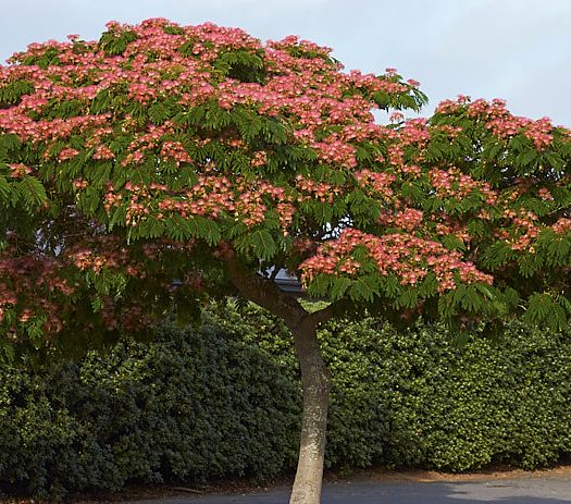 ALBIZIA JULIBRISSIN OMBRELLA (ROSSO) - DEMI TIGE