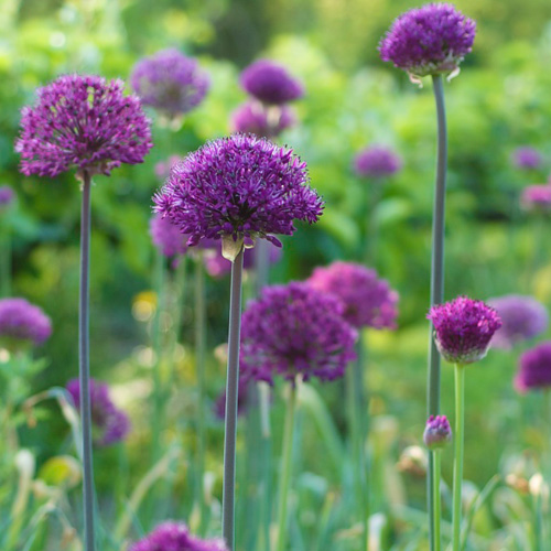 [0967] ALLIUM AFLATUNENSE PURPLE SENSATION (Caduc, 50/100)