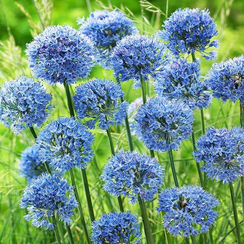 [0969] ALLIUM CAERULEUM (Caduc, 50/100)