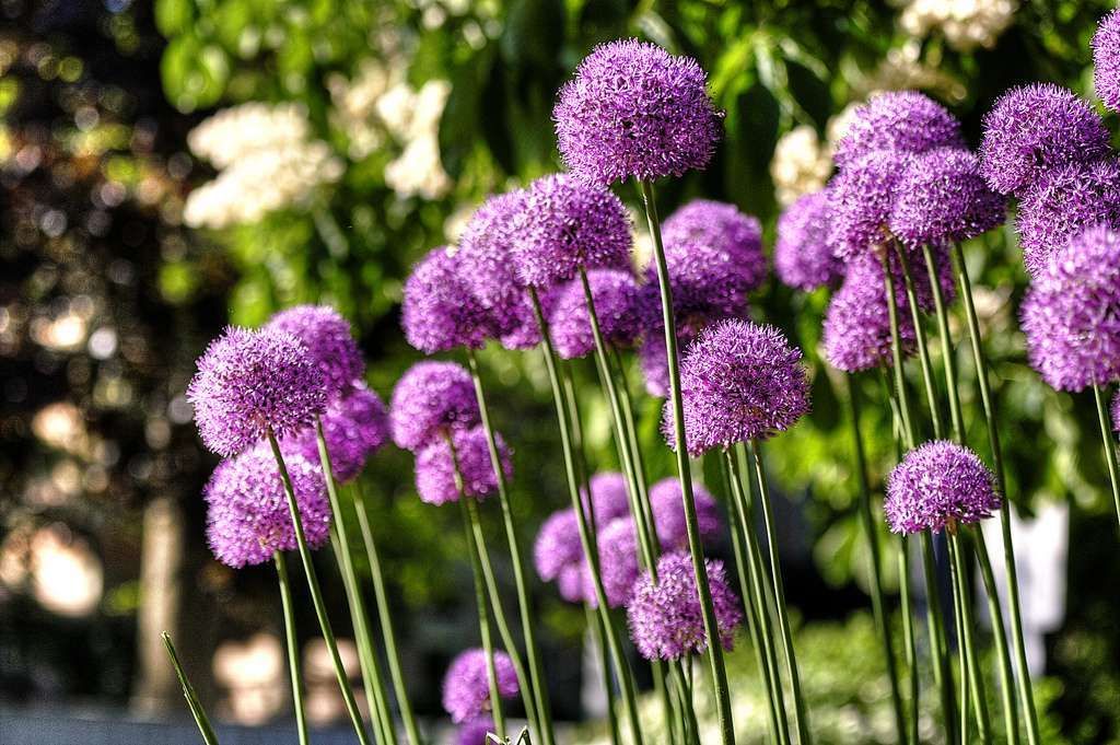 [0977] ALLIUM GIGANTEUM (Caduc, 100/150)