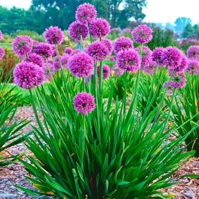 [0980] ALLIUM LAVENDER BUBBLES (Caduc, 50/100)