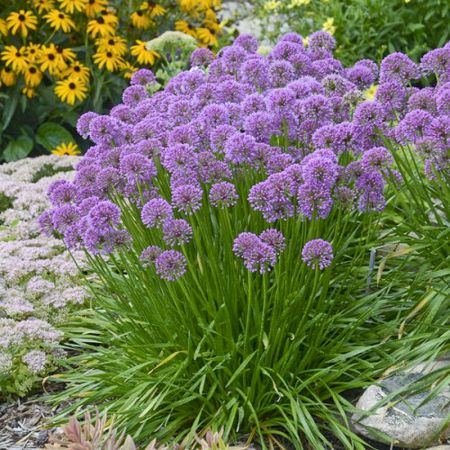 ALLIUM MILLENIUM