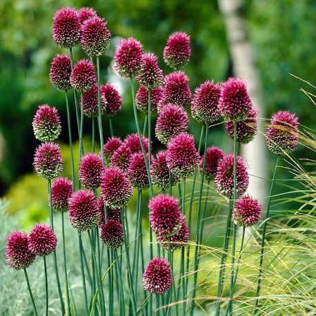 ALLIUM SPHAEROCEPHALON