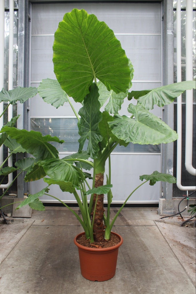ALOCASIA MACRORRHIZA