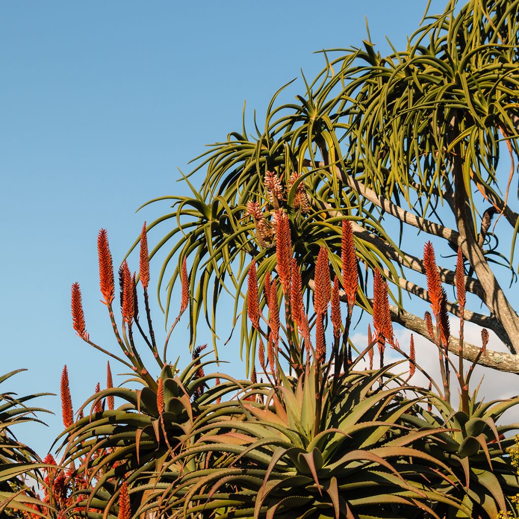 ALOE BAINESII - TRONC