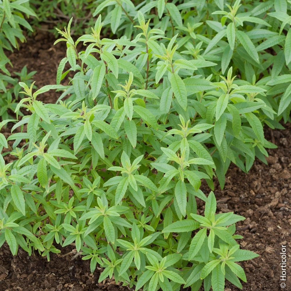 ALOYSIA CITRODORA (VERVEINE CITRONNELLE)