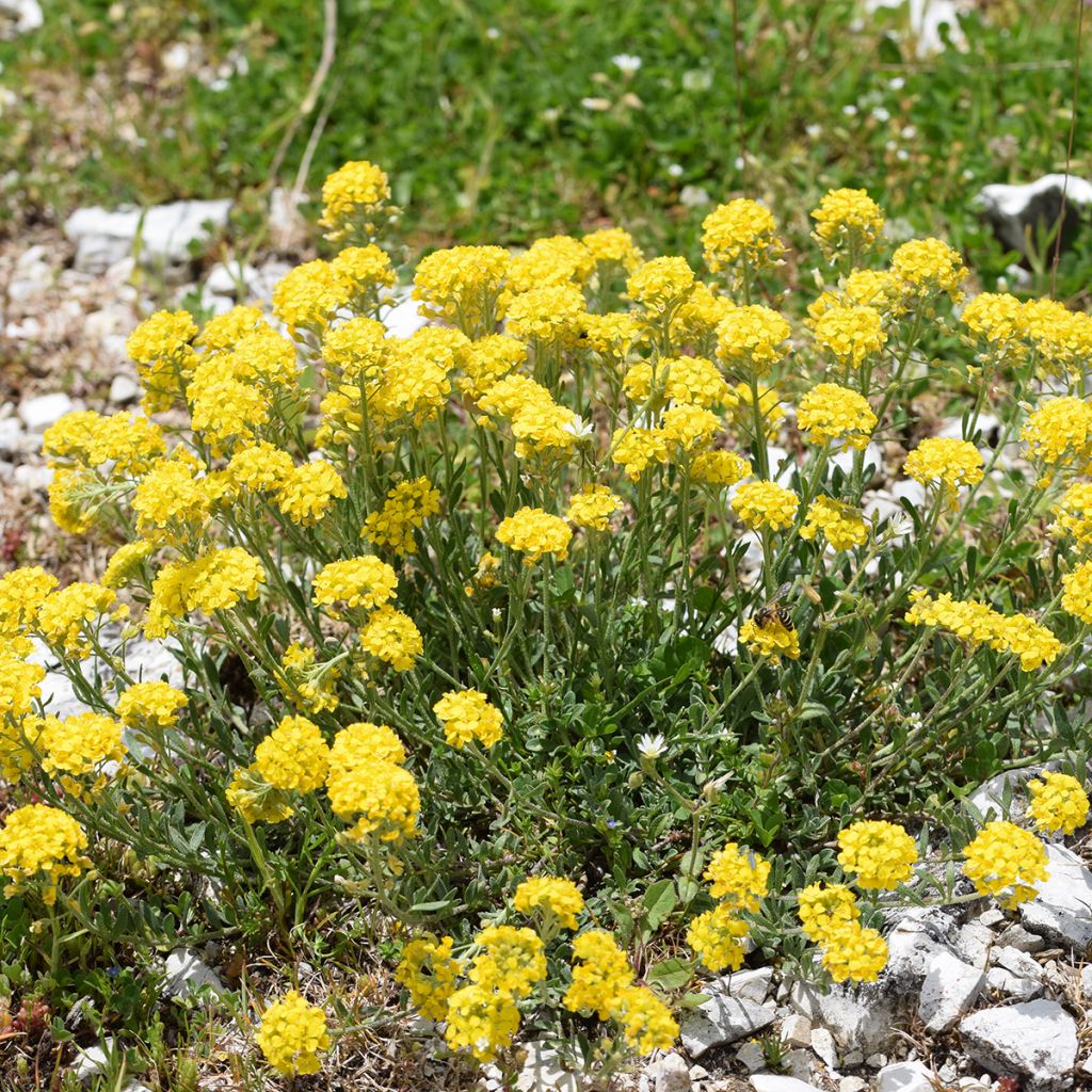 [1058] ALYSSUM MONTANUM (Caduc, 0/20)