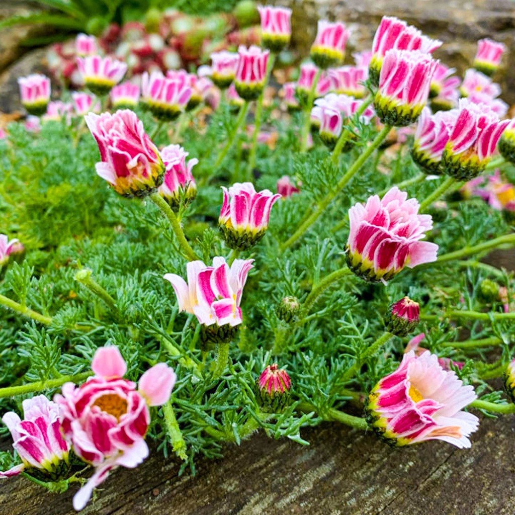 [1083] ANACYCLUS PYRETHRUM DEPRESSUS (Caduc, 0/20)
