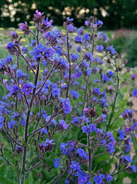 ANCHUSA DROPMORE