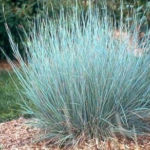 [1091] ANDROPOGON SCOPARIUM PRAIRIE BLUES (Caduc, 50/100)
