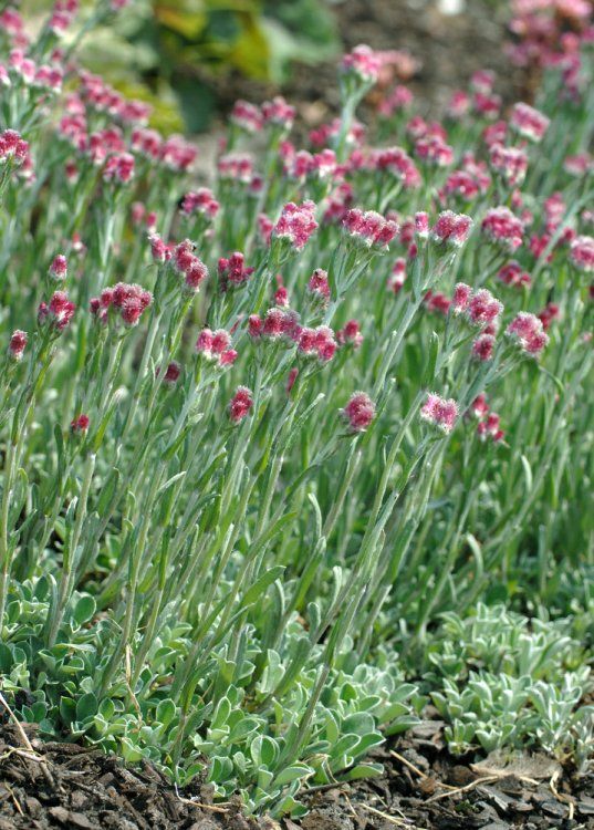[1127] ANTENNARIA DIOICA (Caduc, 0/20)