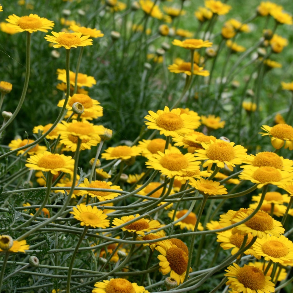 ANTHEMIS TINCTORIA