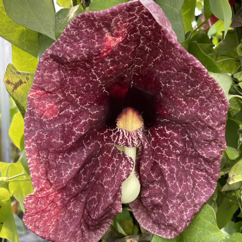 [1249] ARISTOLOCHIA GRANDIFLORA (GIGANTEA) - GRIMPANTE (Caduc, 5 à 10 m)