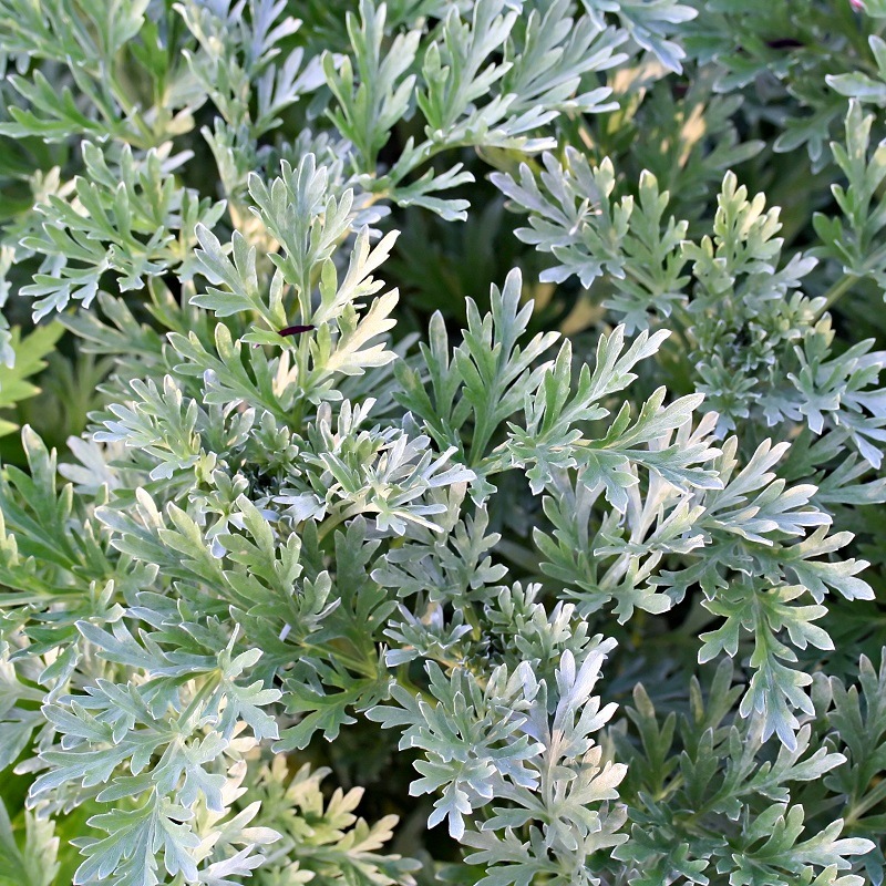 ARTEMISIA ABSINTHIUM
