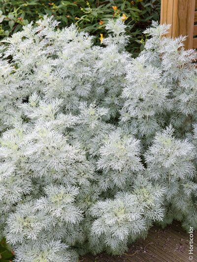 ARTEMISIA POWIS