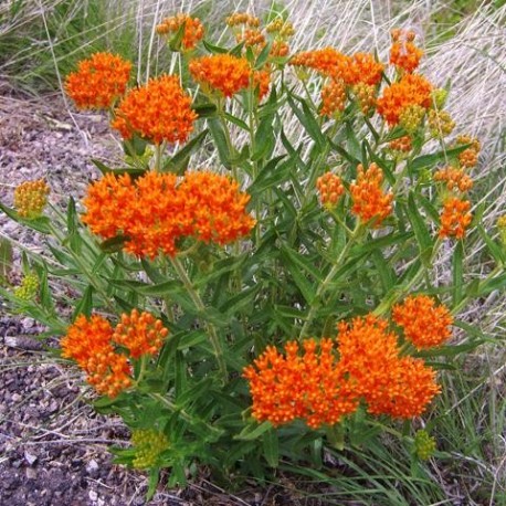 ASCLEPIAS TUBEROSA