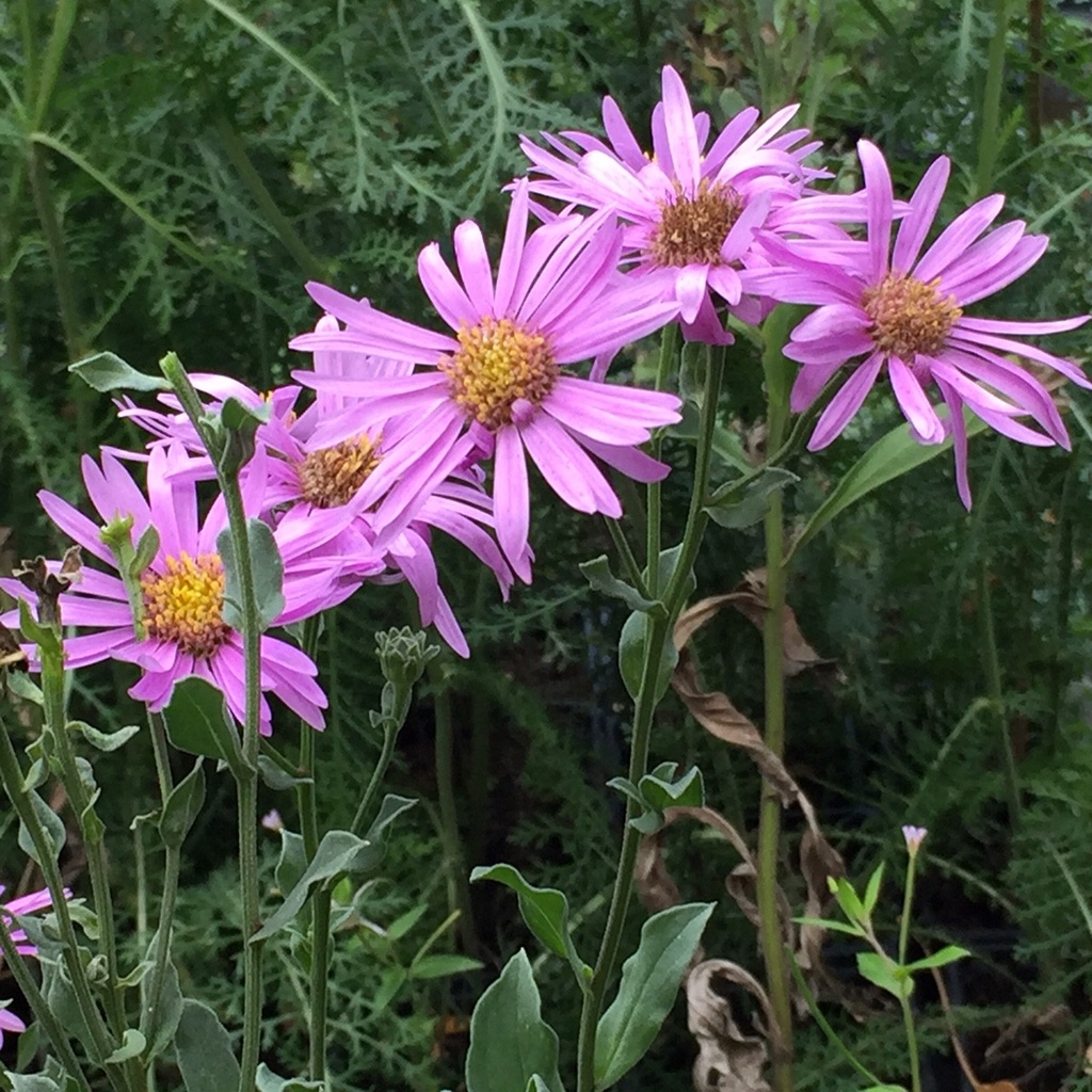 ASTER AMELLUS GDT