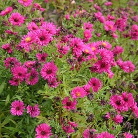 [1506] ASTER DUMOSUS