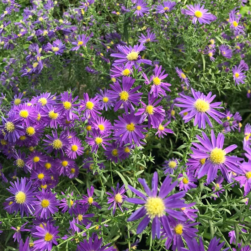ASTER ERICOIDES BLUE WONDER BLEU