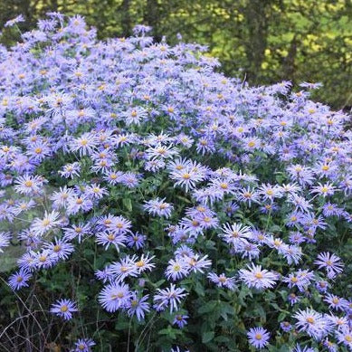ASTER FRIKARTII
