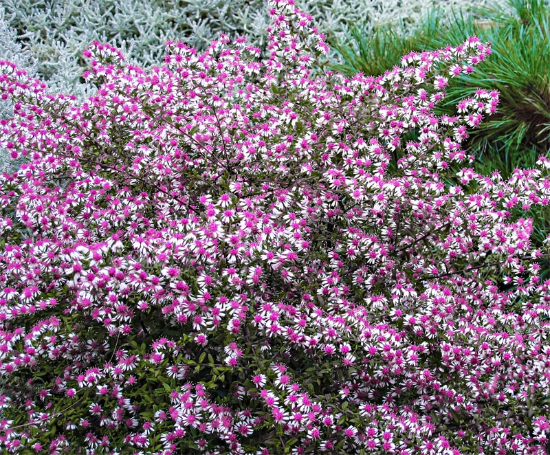 [1512] ASTER LATERIFLORUS LADY IN BLACK (Caduc, 100/150)