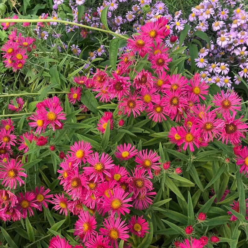 ASTER NOVAE-ANGLIAE GDT