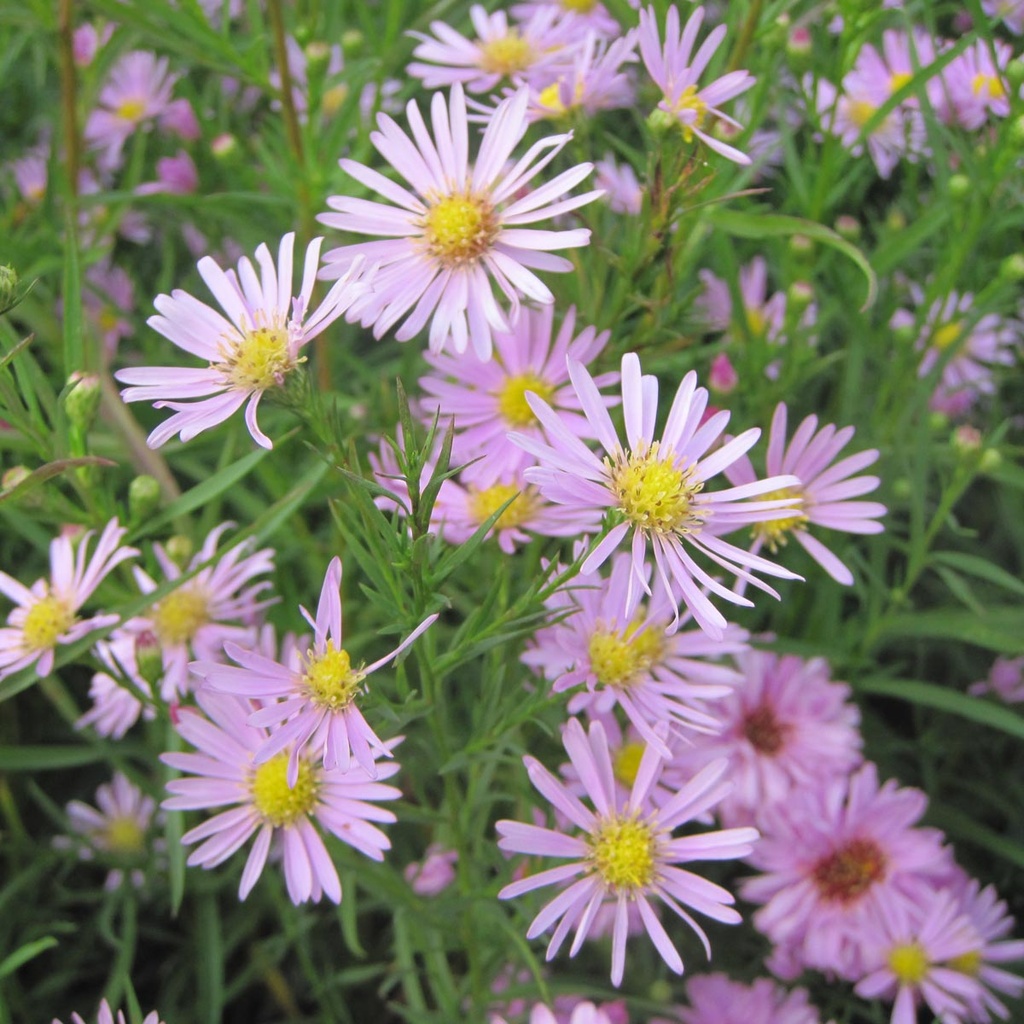 [1515] ASTER PRINGLEI (Caduc, 20/50)