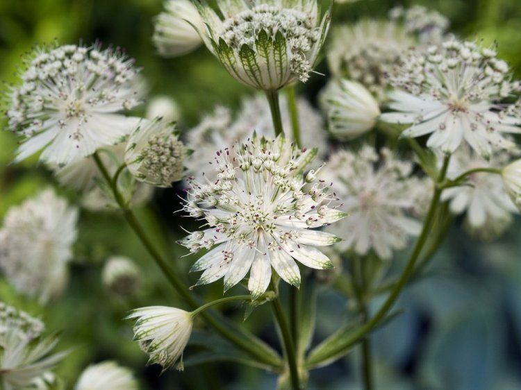 [1526] ASTRANTIA MAJOR ALBA (Caduc, 50/100)