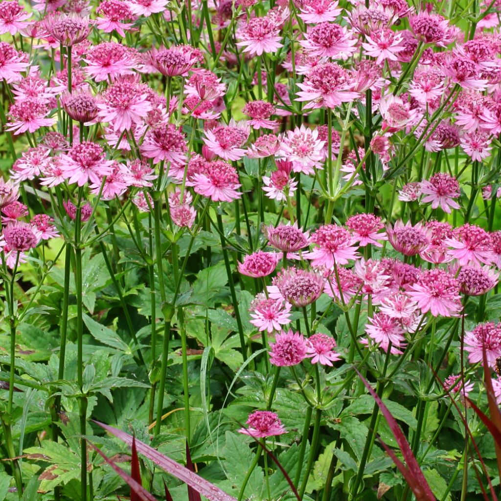 [1528] ASTRANTIA MAJOR ROSEA (Caduc, 50/100)