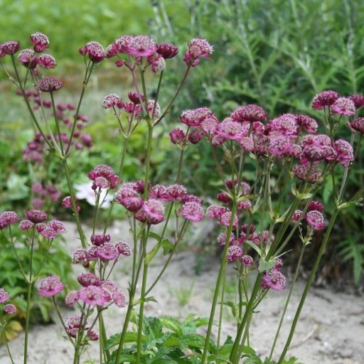 ASTRANTIA MAJOR RUBRA