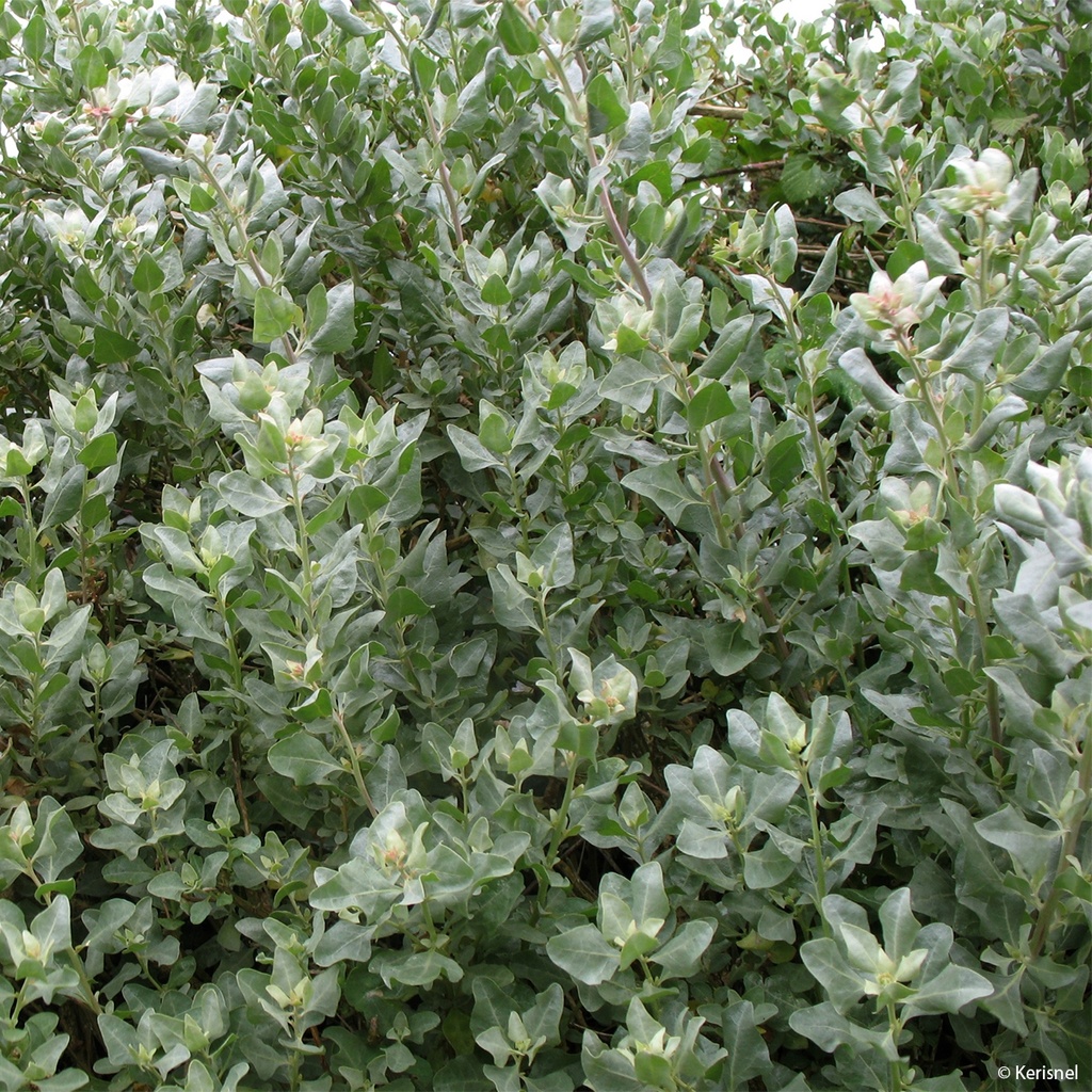 [1538] ATRIPLEX HALIMUS (Persistant, 100/150)
