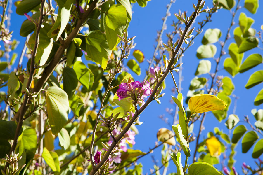 [1737] BAUHINIA PURPUREA - TIGE (Caduc, 3 à 5 m)