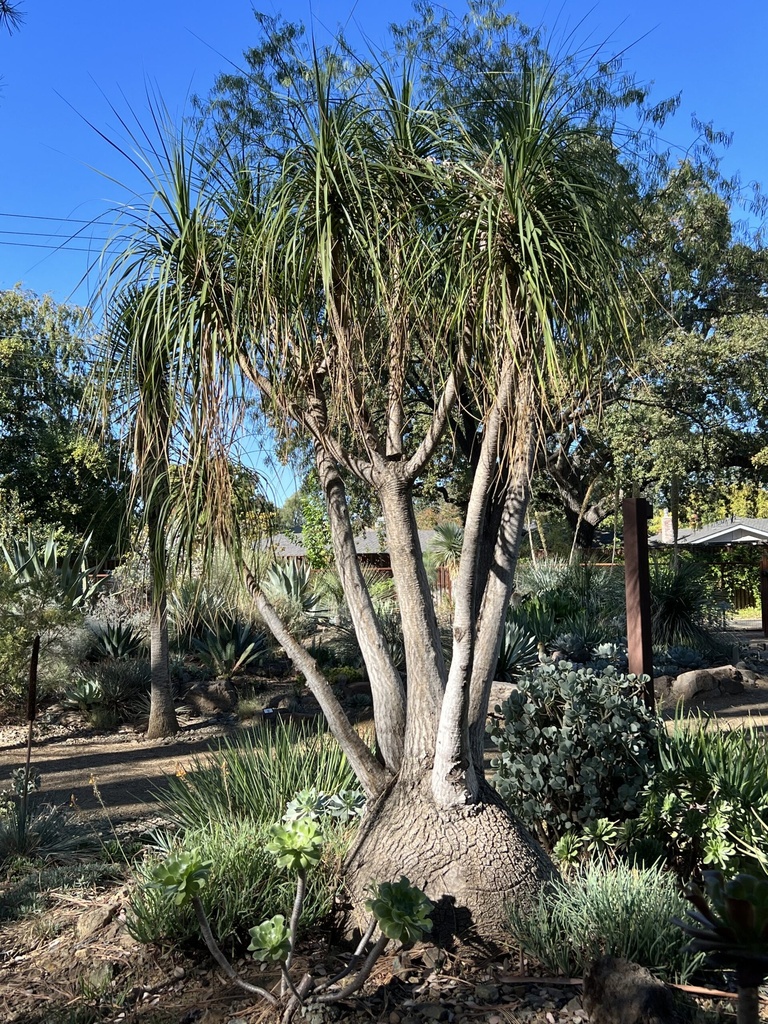 BEAUCARNEA RECURVATA