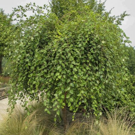 [1781] BETULA NIGRA SUMMER CASCADE (Caduc, 5 à 10 m)