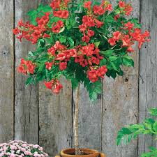 CAMPSIS RADICANS - TIGE TRESSÉE