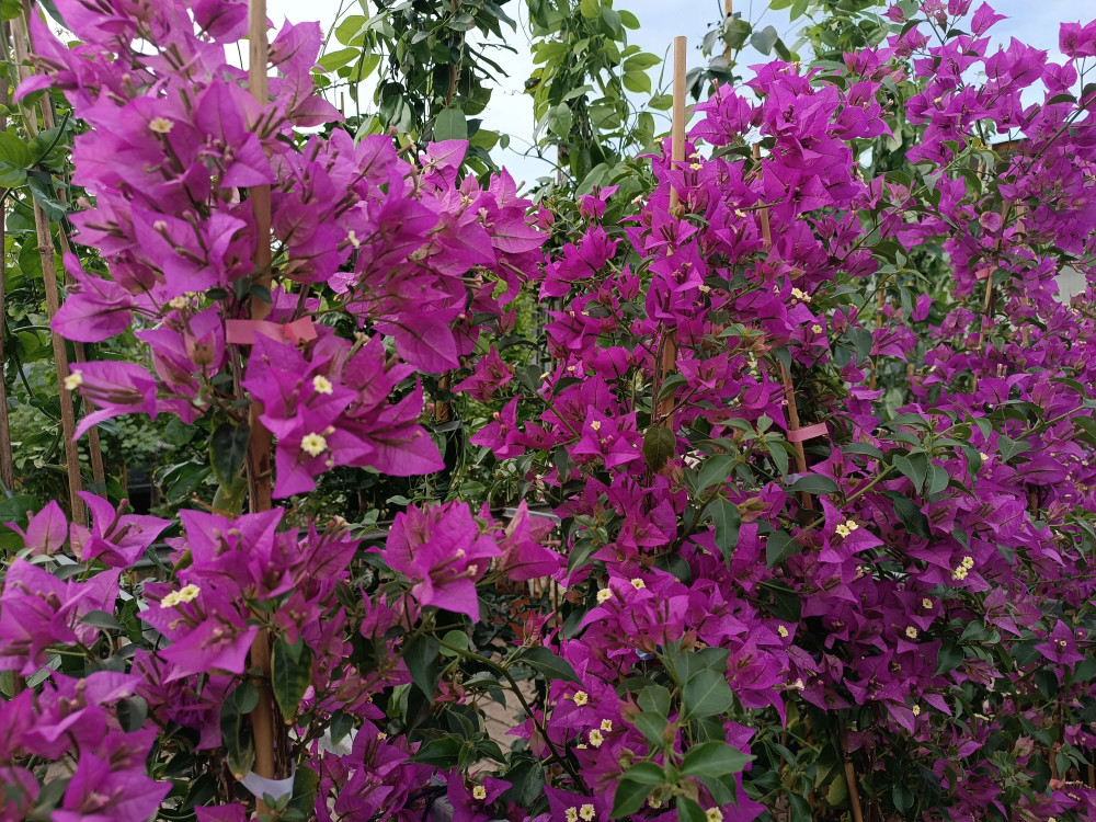 BOUGAINVILLEA GLABRA SANDERIANA (VIOLA)