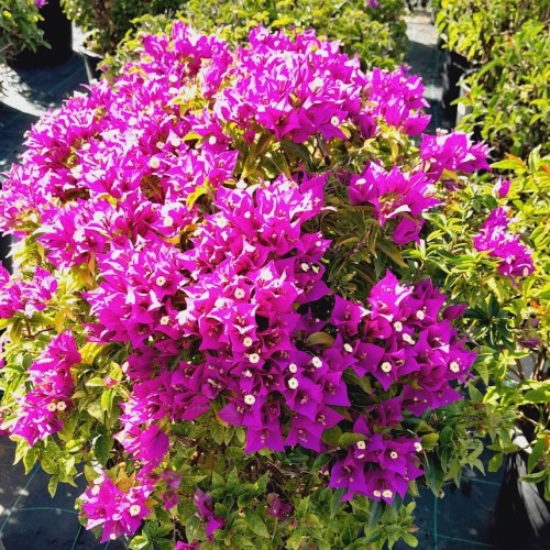 [1901] BOUGAINVILLEA GLABRA SANDERIANA (VIOLA) - BOULE (Persistant, 250/300)