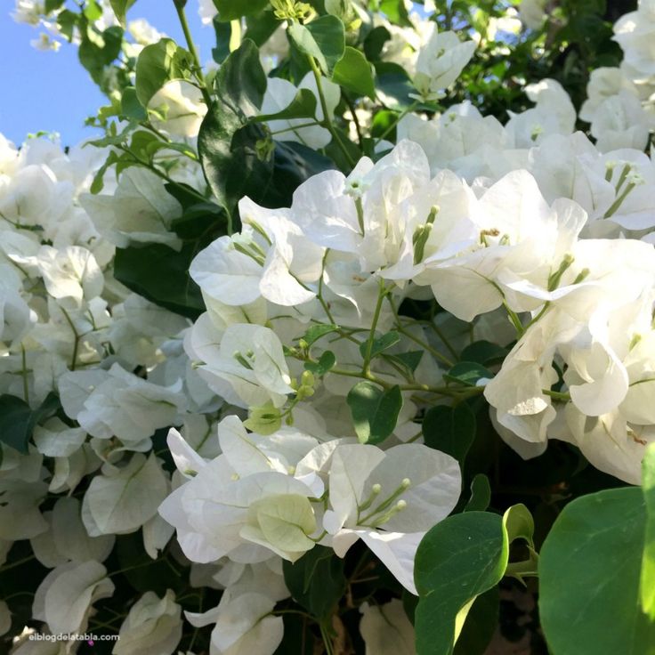 [1913] BOUGAINVILLEA GLABRA SNOW WHITE (Persistant, 3 à 5 m)