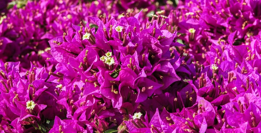 BOUGAINVILLEA IN VARIETA