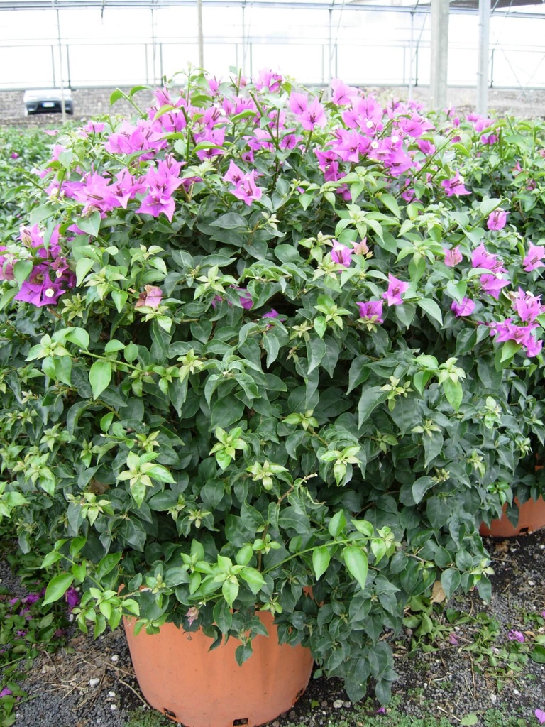 [1917] BOUGAINVILLEA IN VARIETA - BOULE (Persistant, 200/250)