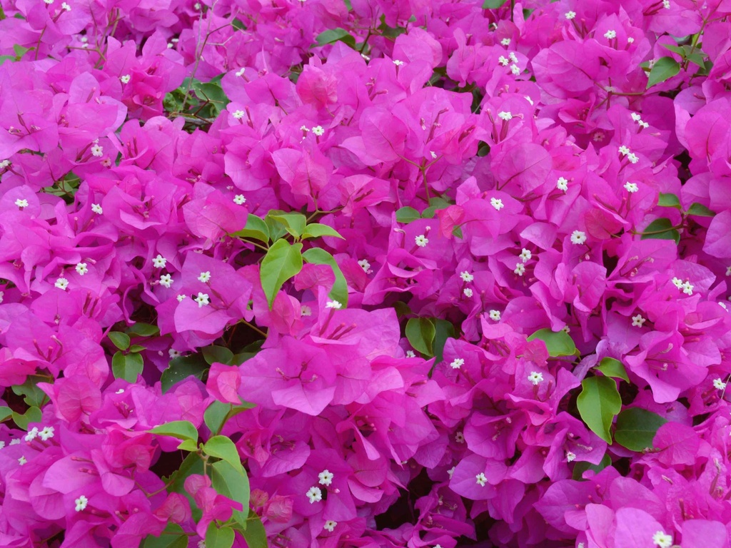 [1919] BOUGAINVILLEA IN VARIETA - NUAGES (Persistant, 200/250)
