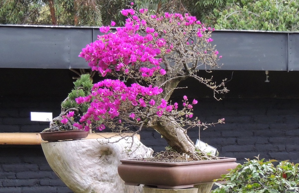BOUGAINVILLEA IN VARIETA - BONSAI