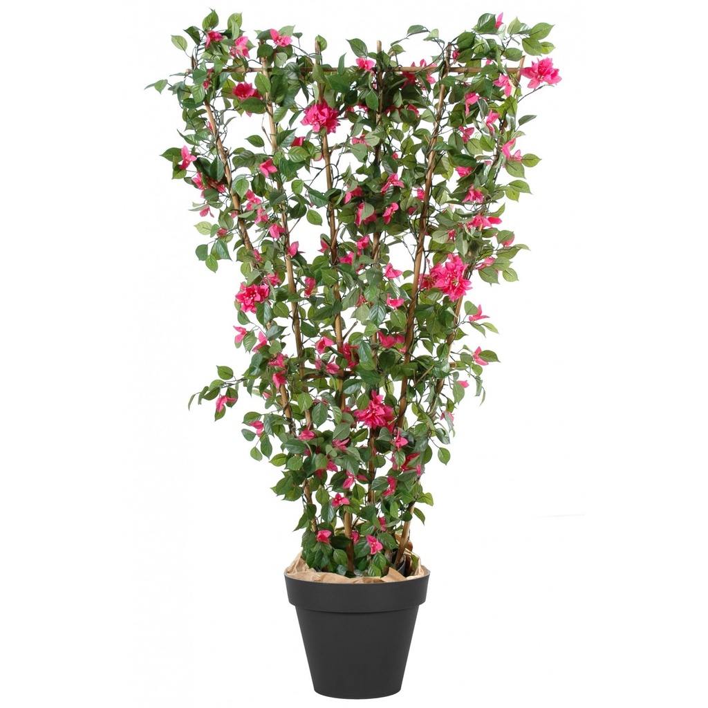 [1918] BOUGAINVILLEA IN VARIETA - JARDINIÈRE PALISSÉE (Persistant, 200/250)