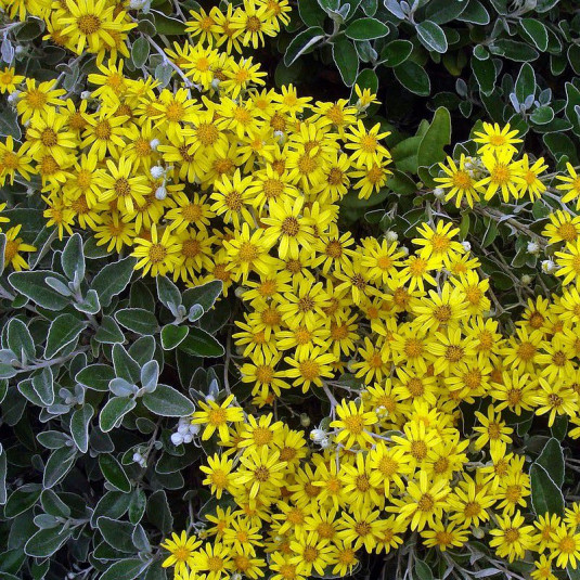 [1958] BRACHYGLOTTIS GREYI (SENECIO GREYI) SUNSHINE (Persistant, 50/100)
