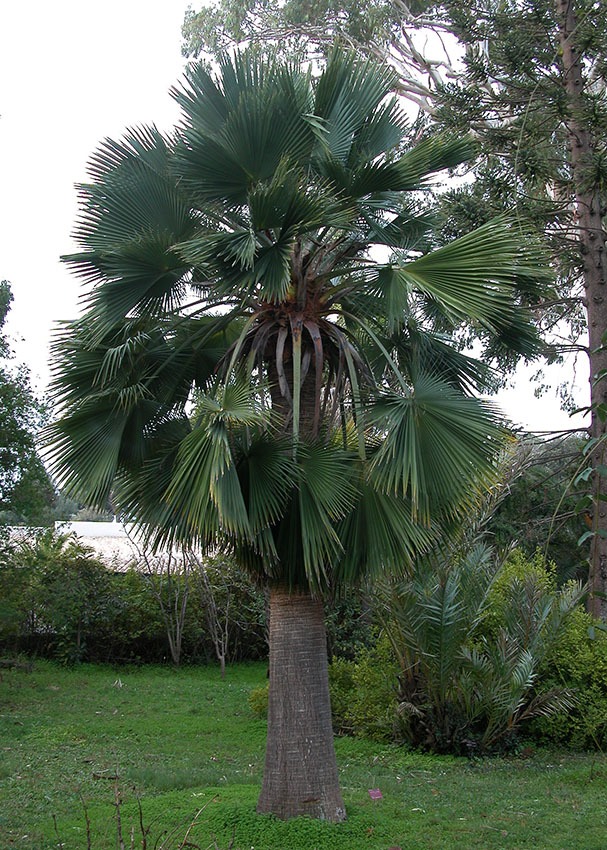 [1968] BRAHEA EDULIS H.WENDL. (Persistant, 5 à 10 m)