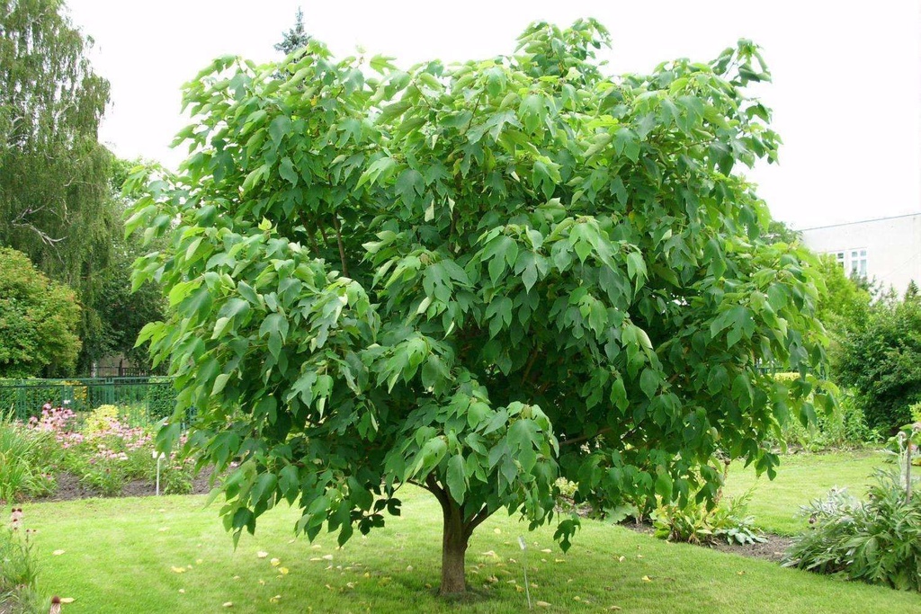 BROUSSONETIA PAPYRIFERA - TIGE