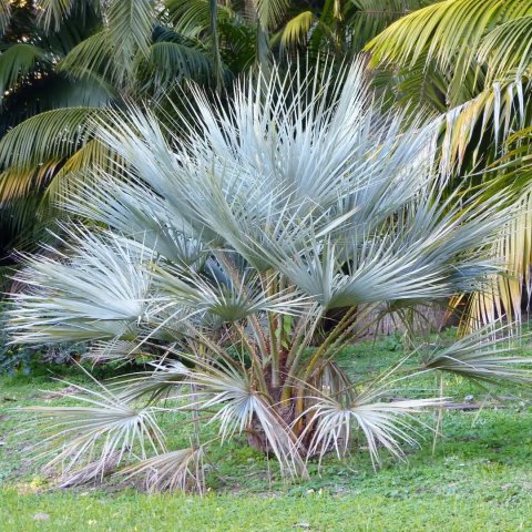 [2031] BUTIA AUSTRALIS (Persistant, 5 à 10 m)